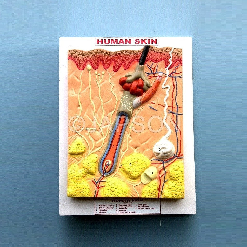 Human Skin Human Skin